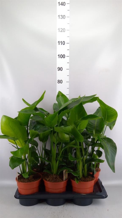 <h4>Strelitzia nicolai</h4>