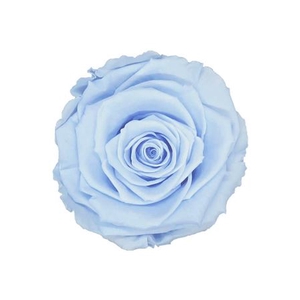 PRESERVED ROSA XL BLU 89