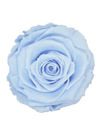 <h4>PRESERVED ROSA XL BLU 89</h4>