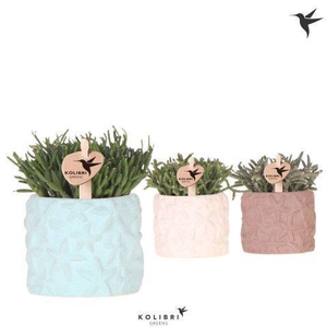 Kolibri Greens Rhipsalis mix in Star Fish pot mix