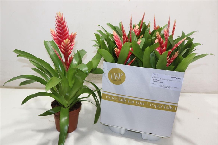 <h4>Vries Madonna</h4>