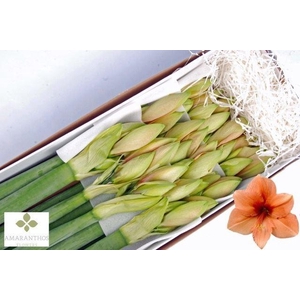 HIPPEASTRUM GA 'RILONA'