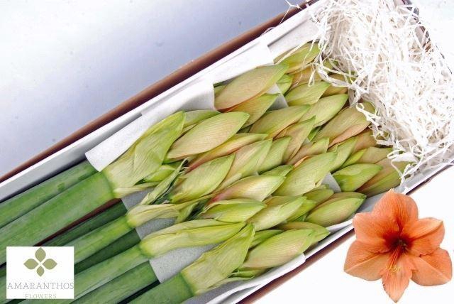 <h4>HIPPEASTRUM GA 'RILONA'</h4>