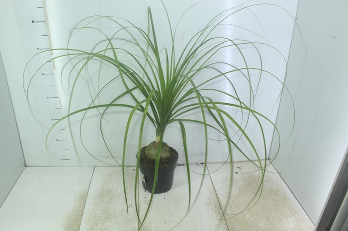 <h4>BEAUCARNEA P17</h4>