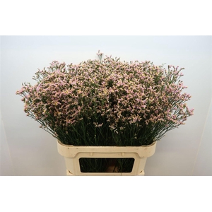 LIMONIUM SINENSE 'BLUSH DIAMOND'