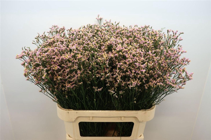 <h4>LIMONIUM SIN BLUSH DIAMOND LIM SIN</h4>