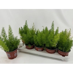 Asparagus Meyers 12Ø 30cm