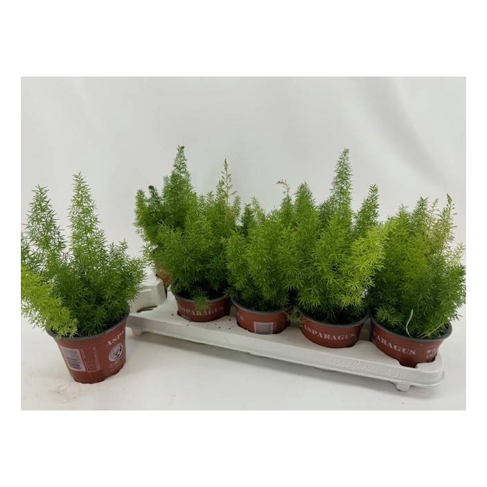 <h4>Asparagus Meyers 12Ø 30cm</h4>