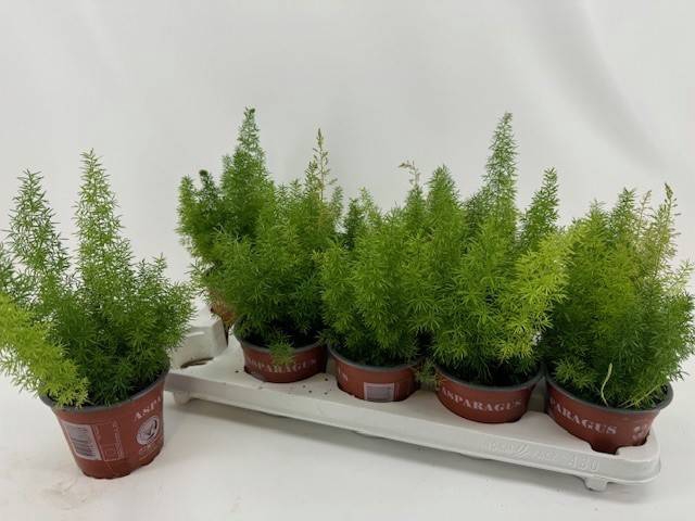 Asparagus Meyers 12Ø 30cm