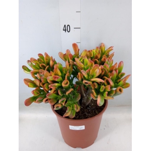 Crassula ovata 'Horn Tree'