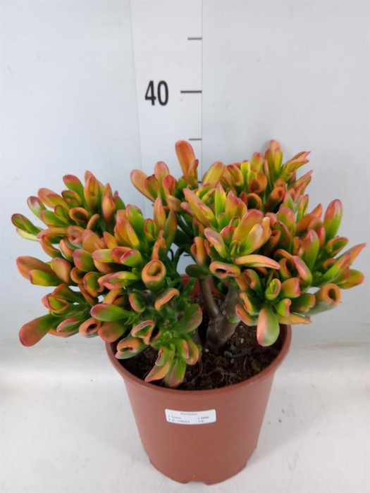<h4>Crassula ovata 'Horn Tree'</h4>