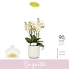 Phalaenopsis Multifloratypes overig wit