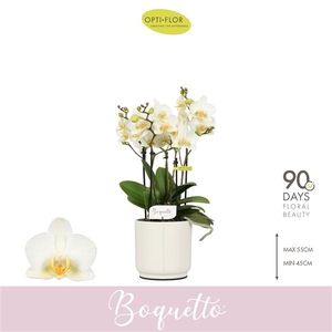 Phalaenopsis Multifloratypes overig wit