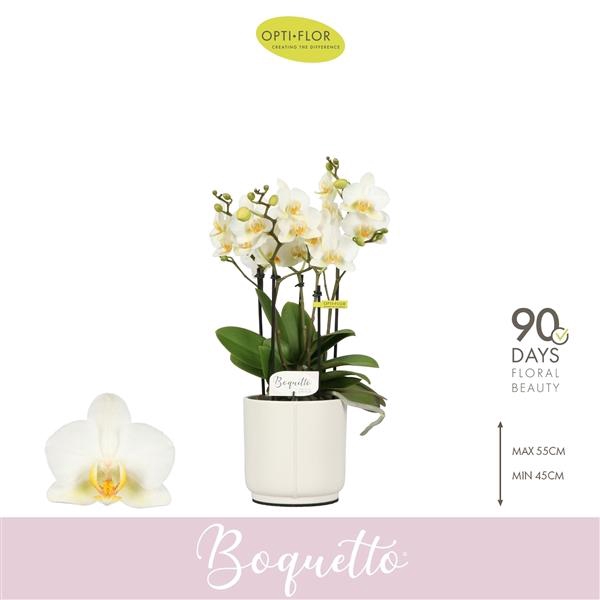 <h4>Phalaenopsis Multifloratypes overig wit</h4>