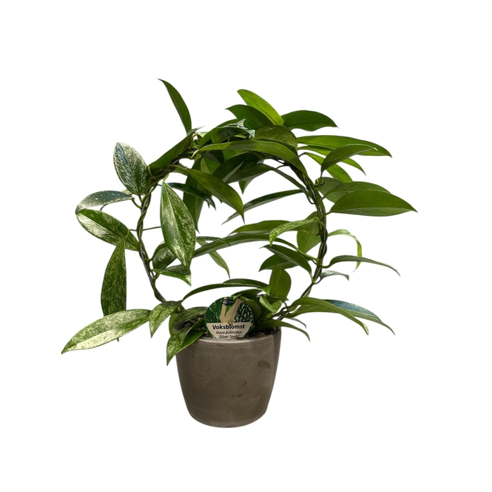 <h4>Hoya Carnosa cpot</h4>