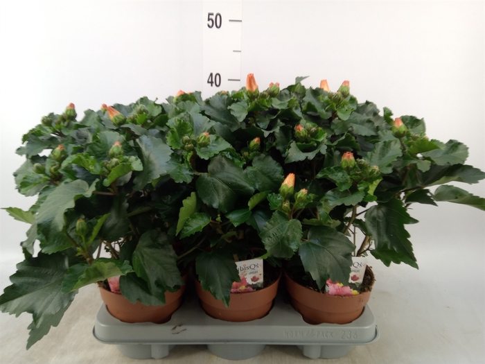 <h4>Hibiscus rosa-sin.   ...</h4>