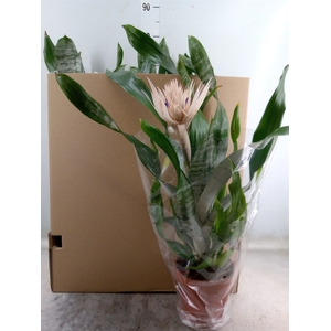 Aechmea fasciata 'Prontoo'