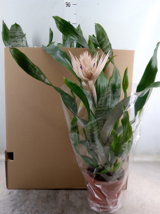 <h4>Aechmea fasciata 'Prontoo'</h4>