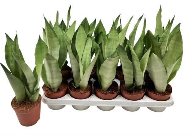 <h4>SANSEV MOONSHINE</h4>