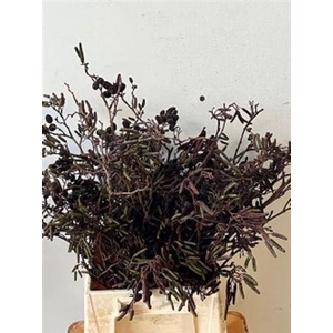 Alnus Glutinosa [elzenproppen]