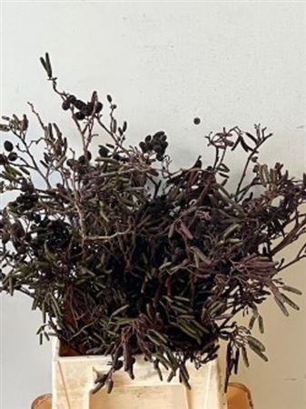 Alnus Glutinosa [elzenproppen]