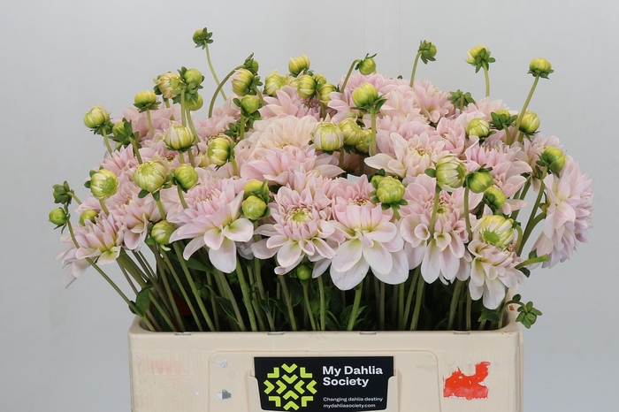 <h4>Dahlia Silver Antique</h4>