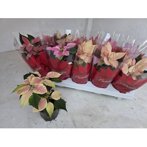 !! PROMO !! EUPHOR POINSETTIA MIX P11