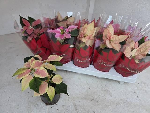 <h4>EUPHOR POINSETTIA MIX P11</h4>