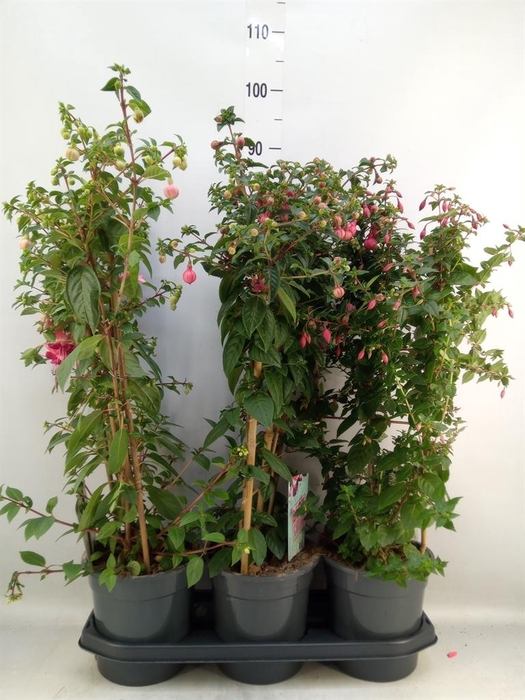 <h4>Fuchsia   ...</h4>