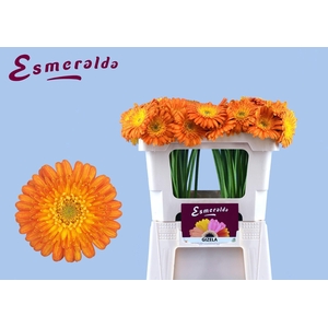 GERBERA MI 'GIZELA'