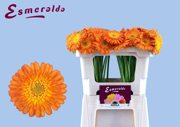 <h4>GERBERA MI 'GIZELA'</h4>