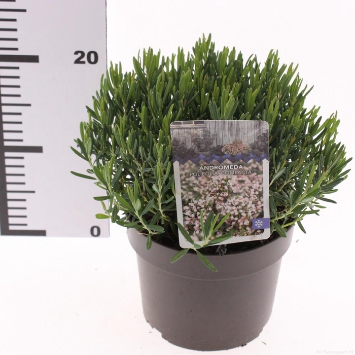 <h4>Andromeda polifolia 'Compacta'</h4>