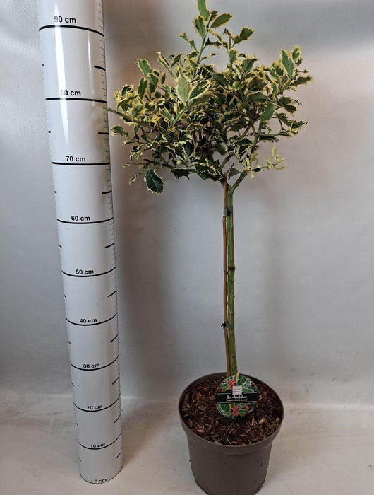 <h4>ILEX AQ ARGENTEA MAR</h4>