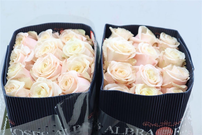 <h4>R Gr Bashfull</h4>