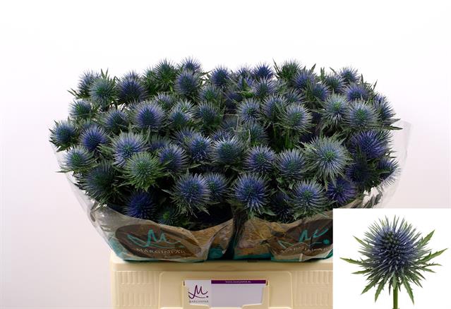 Eryngium Magnetar Questar