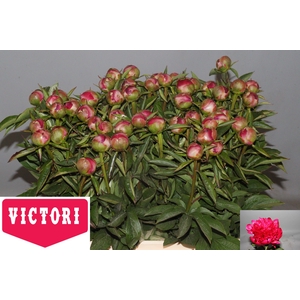 PAEO PINK POMPON