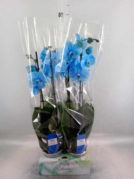 <h4>Phalaenopsis   ...</h4>