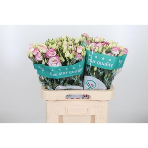 Eus G Croma Brid Kis