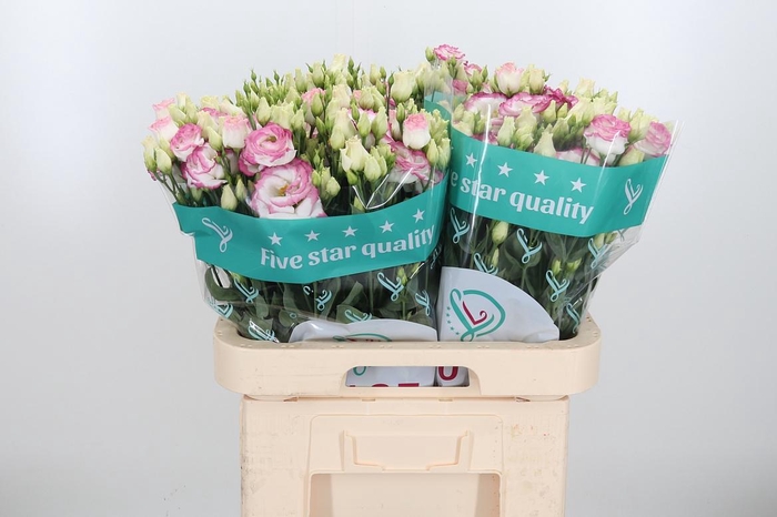 <h4>Eus G Croma Brid Kis</h4>