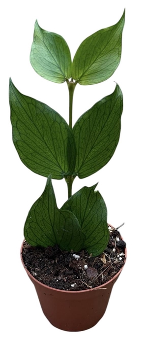 <h4>Hoya Polyneura</h4>