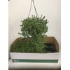 Crassula marnieriana