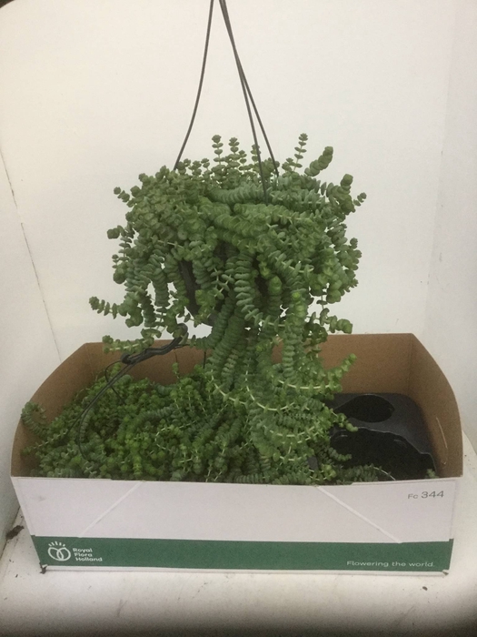 Crassula marnieriana