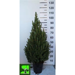 P.PICEA GL CONICA 110