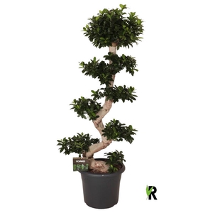 Ficus Mi Overig bonsai Ginseng S-Type