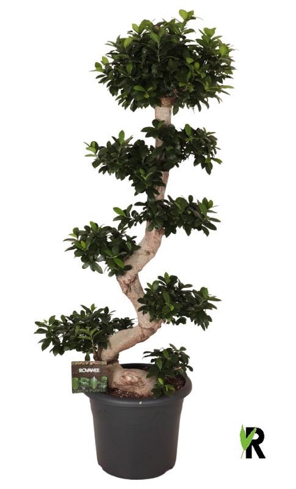 <h4>Ficus Mi Overig bonsai Ginseng S-Type</h4>