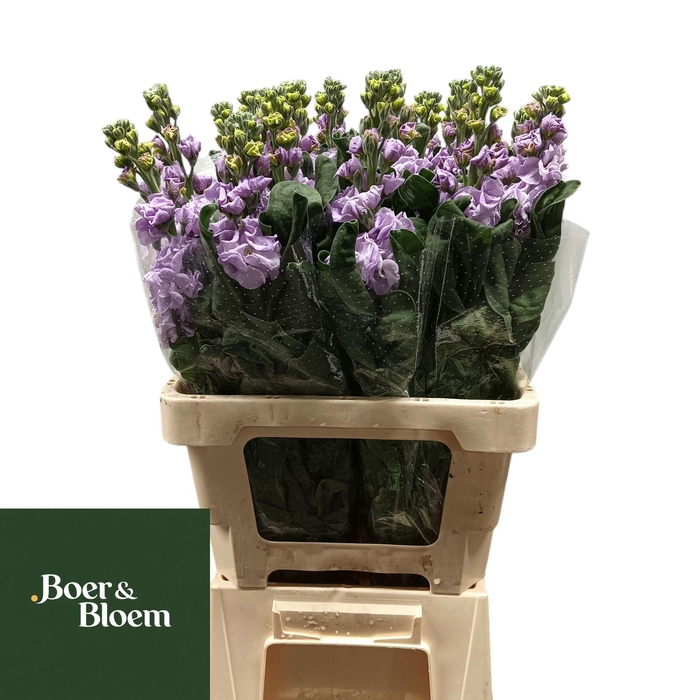 <h4>MATTH IRON MARINE</h4>