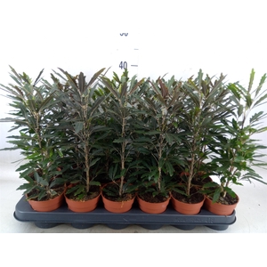 Dizygotheca eleg. 'Castor'