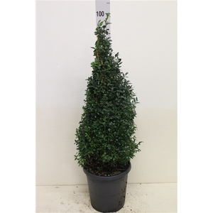 Buxus sempervirens pyramide P26 (potgekweekt)