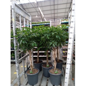 Schefflera arbor. 'Compacta'