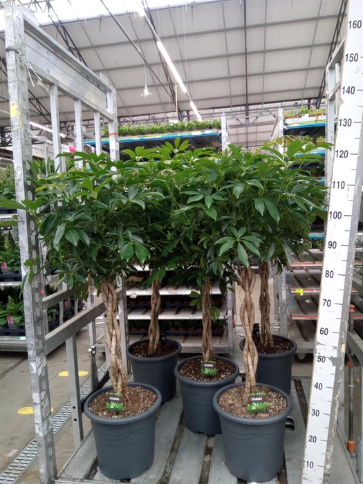 <h4>Schefflera arbor. 'Compacta'</h4>